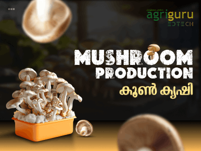 Mushroom Production - Beginner Training